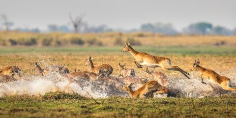 Antelope running through water