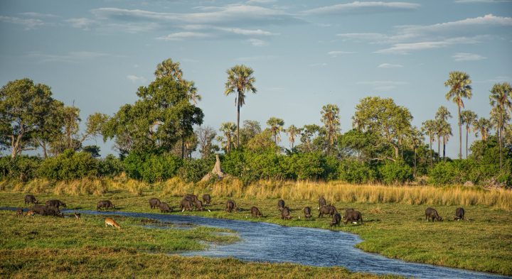 buffaloes on the flood plain by Delta Camp, Chief's Island