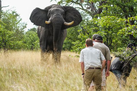 elephant close up, camp Hwange, Hwange NP