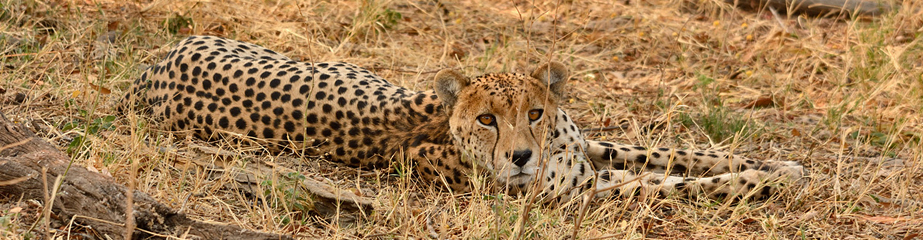 Cheetah, Hwange NP, Zimbabwe