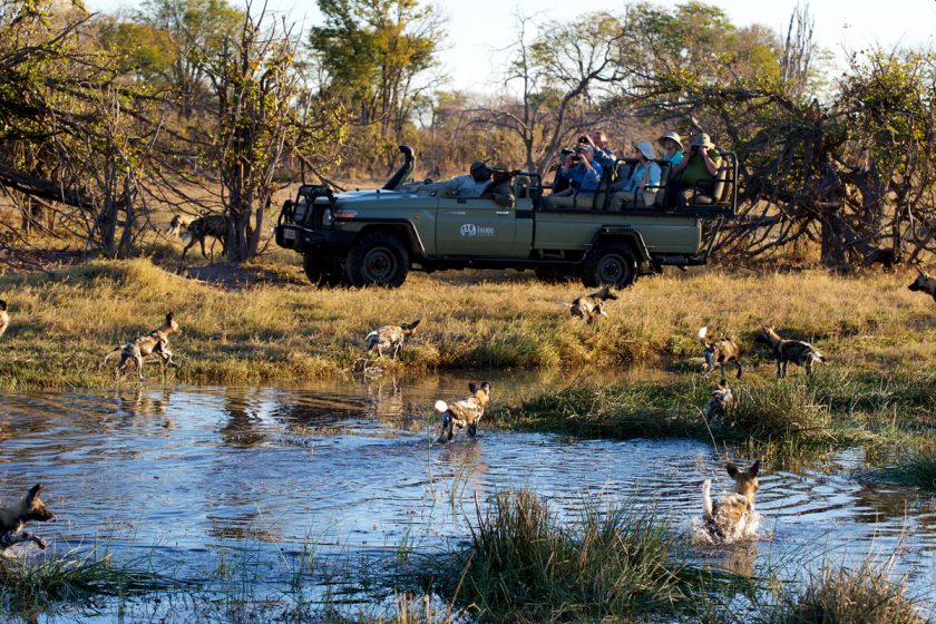 wild dogs, okavango delta