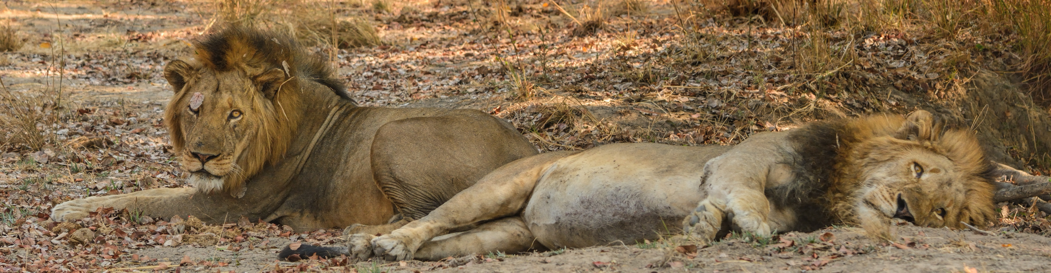 Male lions, Kafue NP, Zambia