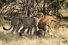 cheetahs with kill