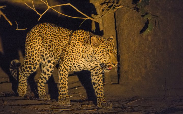 leopard at night, South Luangwa