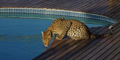 leopard drinking from swimming pool at Tau Pan Lodge, okavango delta