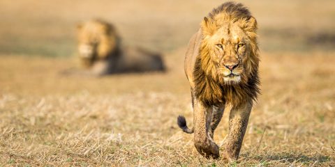 Busanga male lion