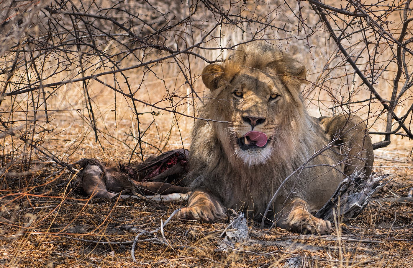 male lion Cntral Kalahari, Botswana