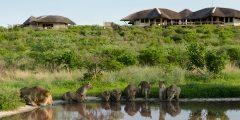 lions at tau pan lodge,