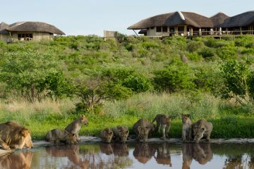 lions at tau pan lodge,