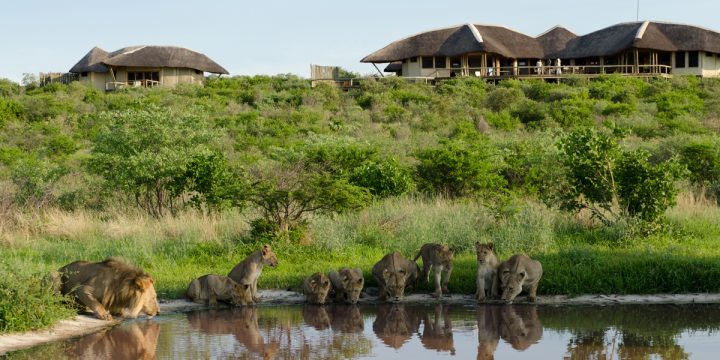 lions at tau pan lodge,