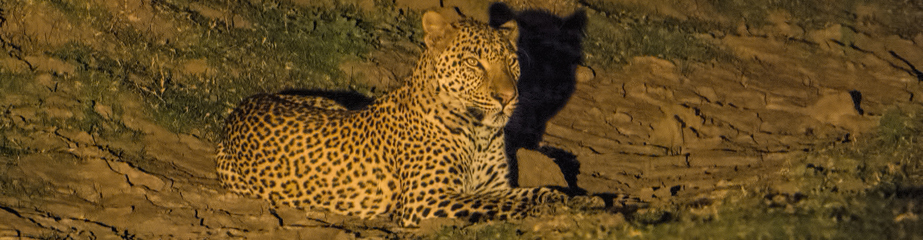 Leopard in spotlight, night drive, South Luangwa NP, Zambia