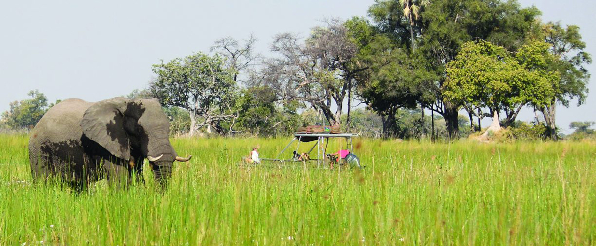 game viewing in Okavango Delta from a small boat