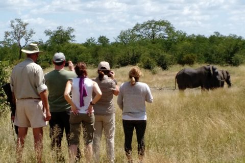 viewing elephants on foot, Hwange NP