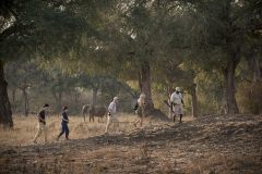 zambezi expeditions, walking in mana pools np