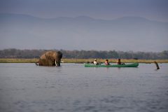 zambezi expeditions, canoeing with elephant