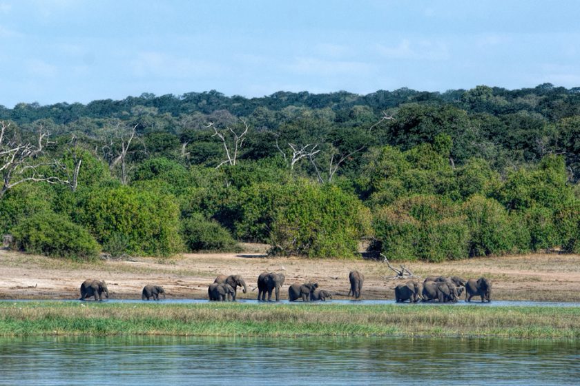 elephants on chobe river side, viewed from boat