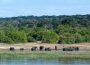 elephants on chobe river side, viewed from boat