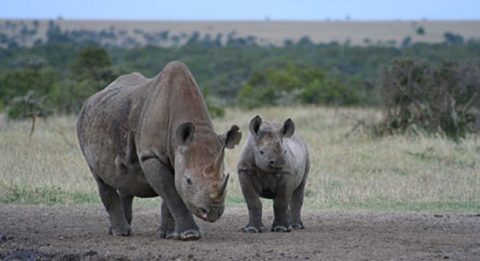 black rhino, kenya