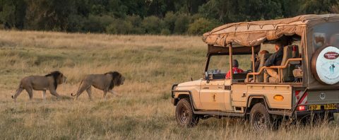 game vehicle with lions