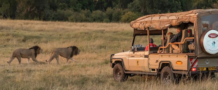 game vehicle with lions