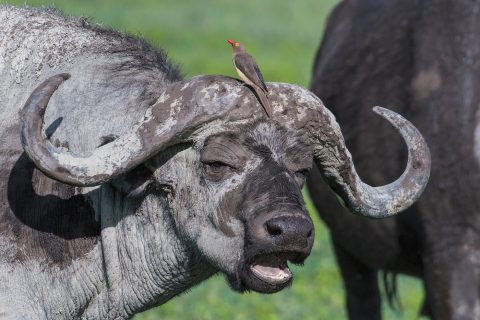 buffalo with oxpecker