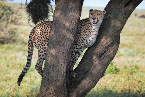 cheetah in a tree