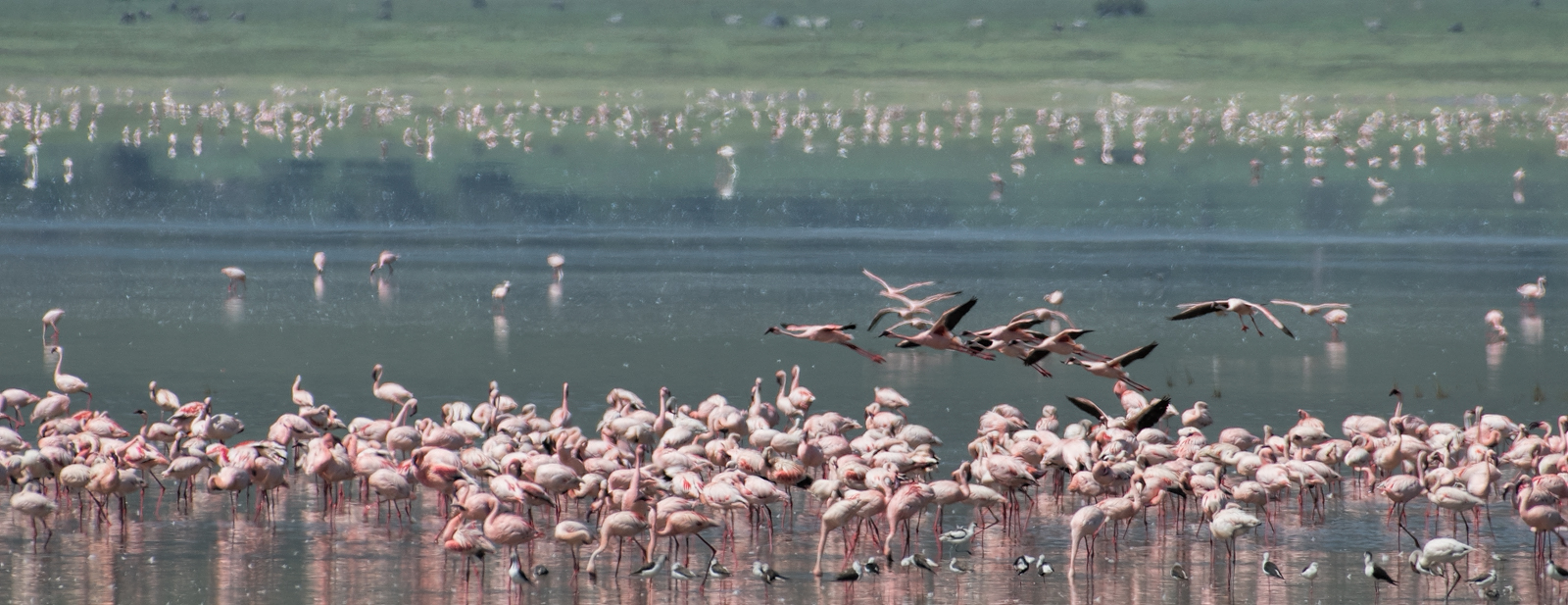 flamingoes, Ngorongoro Crater
