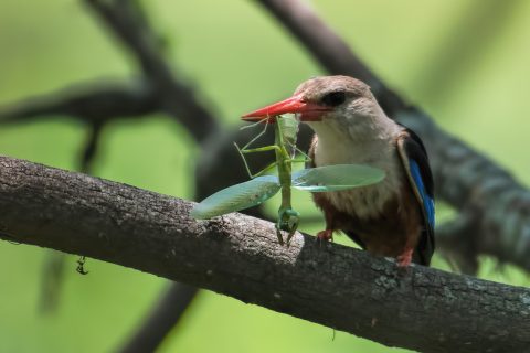 grey hooded kingfisher