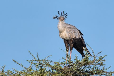 secretary bird