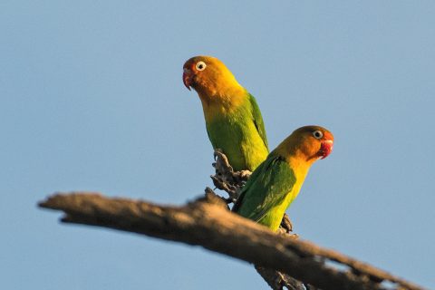 fischer's lovebirds