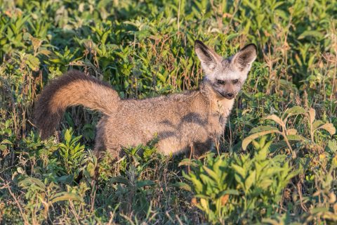 bat eared fox