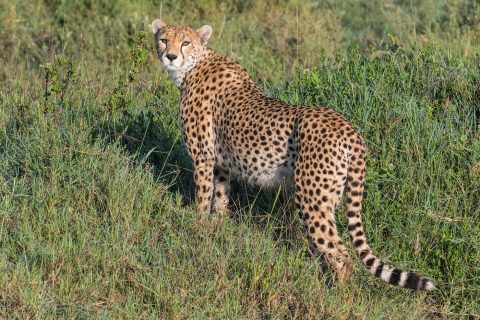 cheetah