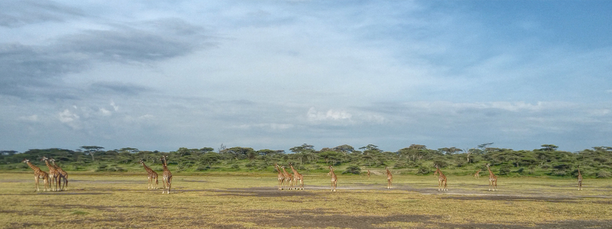 Wildlife Photography Africa