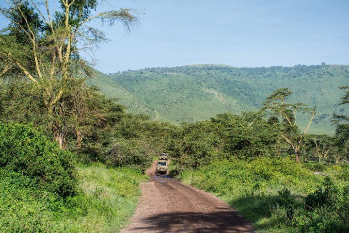 In the forest, Ngorongoro Crater