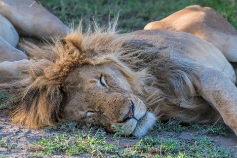 male lion sleeping