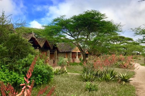 Ndutu Safari Lodge cottages