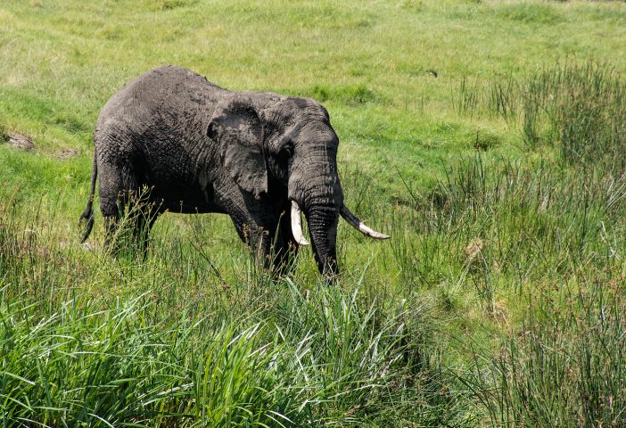 elephant, ngorongoro crater