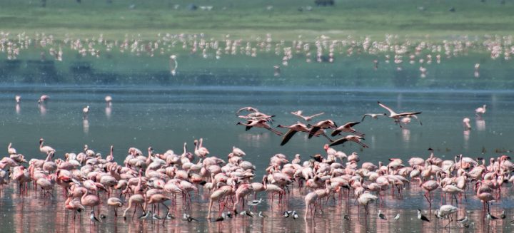 flamingoes, ngorongoro crater