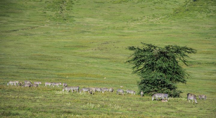 zebras, ngorongoro crater