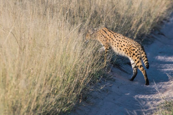 serval disappearing into the long grass