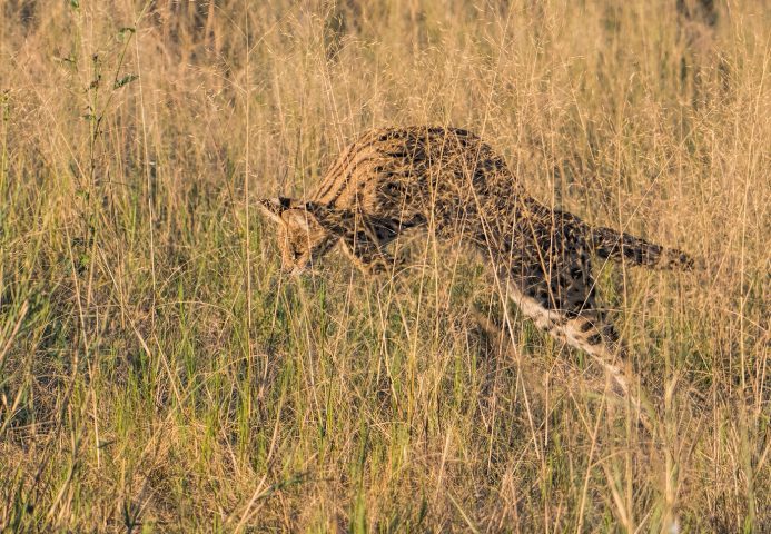 serval pouncing