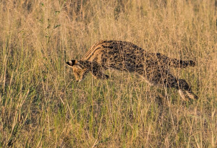 serval pouncing