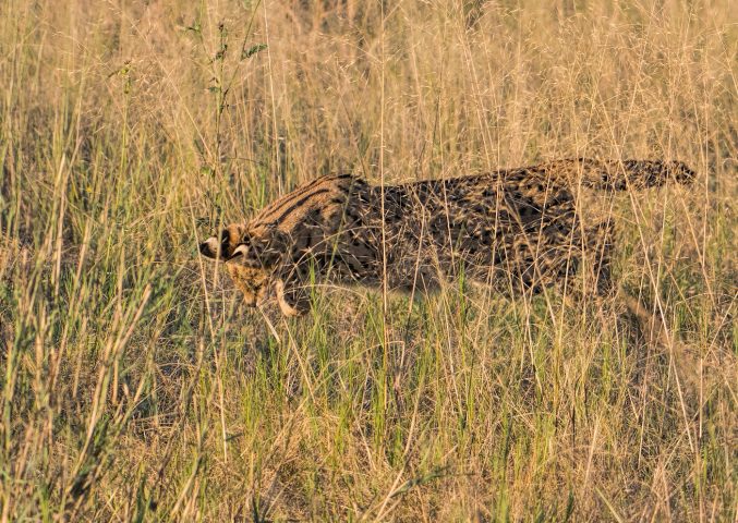 serval pouncing