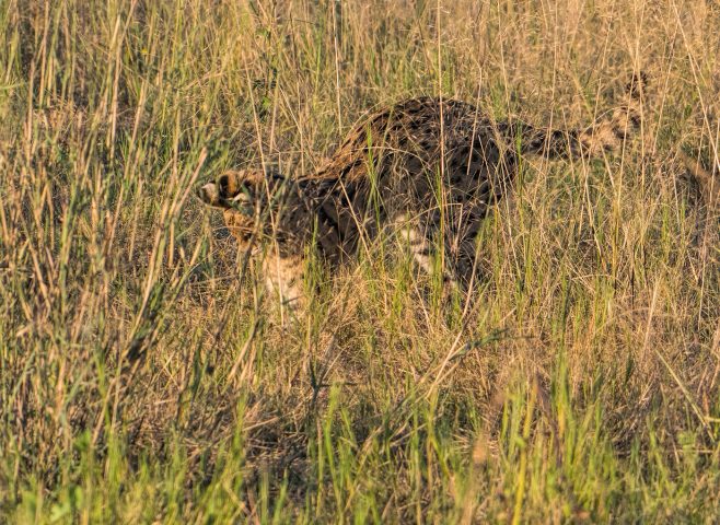 serval pouncing