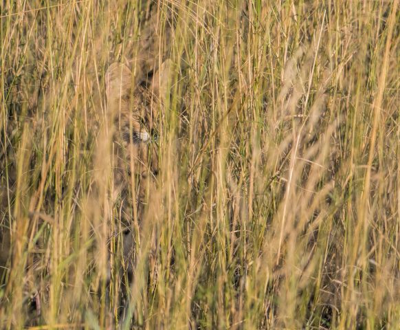 serval camouflage at its best