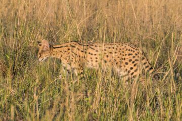 serval