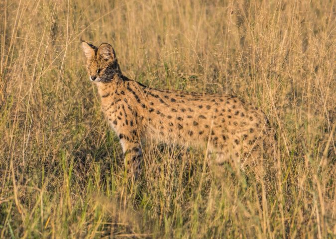 serval