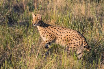 serval