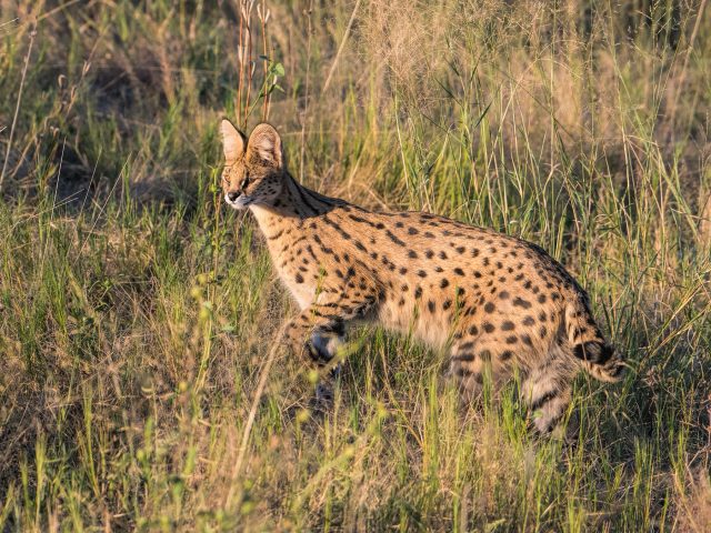 serval