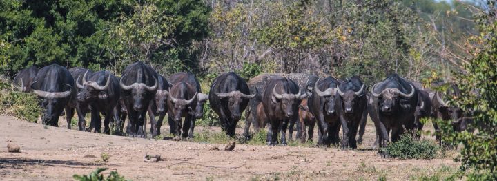 bufflo herd